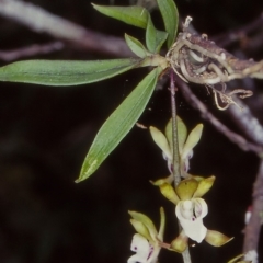 Sarcochilus australis (Butterfly Orchid) at Wangarabell, VIC - 24 Nov 1999 by BettyDonWood