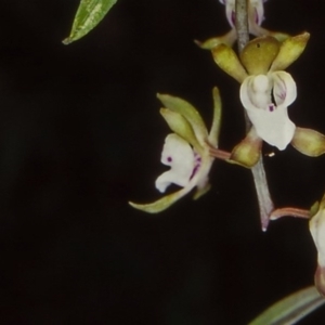 Sarcochilus australis at Wangarabell, VIC - 25 Nov 1999