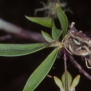 Sarcochilus australis at Wangarabell, VIC - 25 Nov 1999