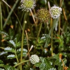 Acaena novae-zelandiae (Bidgee Widgee) at Ben Boyd National Park - 19 Oct 1996 by BettyDonWood