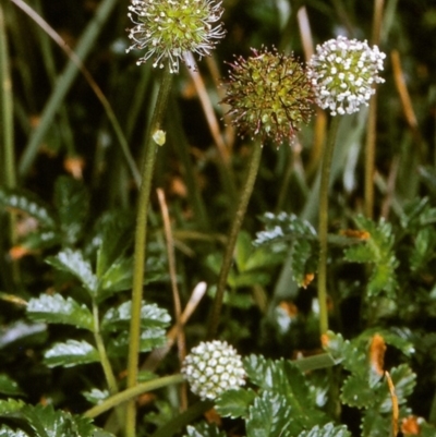 Acaena novae-zelandiae (Bidgee Widgee) at Ben Boyd National Park - 20 Oct 1996 by BettyDonWood