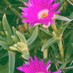 Carpobrotus glaucescens (Pigface) at Green Cape, NSW - 19 Oct 1996 by BettyDonWood