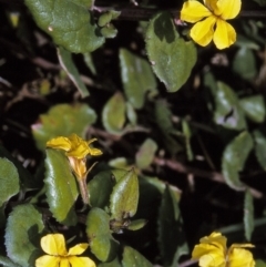 Goodenia ovata (Hop Goodenia) at Green Cape, NSW - 2 Jun 1996 by BettyDonWood