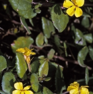 Goodenia ovata at Green Cape, NSW - 2 Jun 1996 12:00 AM