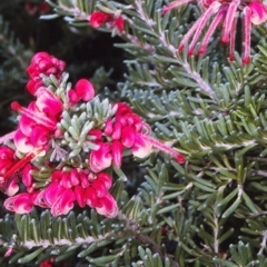 Grevillea lanigera (Woolly Grevillea) at Ben Boyd National Park - 2 Jun 1996 by BettyDonWood