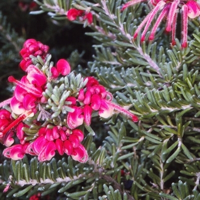 Grevillea lanigera (Woolly Grevillea) at Ben Boyd National Park - 3 Jun 1996 by BettyDonWood