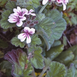 Pelargonium australe at Green Cape, NSW - 19 Oct 1996