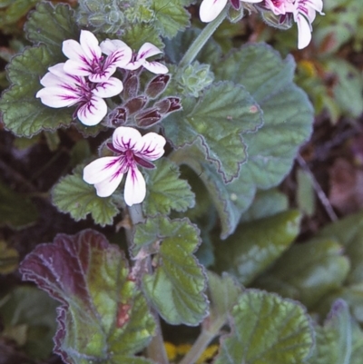 Pelargonium australe (Austral Stork's-bill) at Ben Boyd National Park - 19 Oct 1996 by BettyDonWood