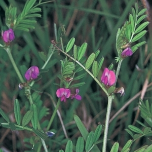 Vicia sativa subsp. nigra at Green Cape, NSW - 19 Oct 2003