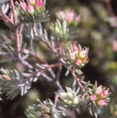 Darwinia camptostylis (Clustered Darwinia) at Ben Boyd National Park - 6 Jul 1996 by BettyDonWood