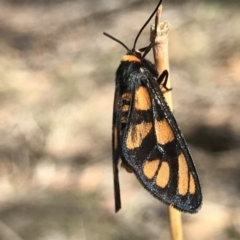 Amata (genus) (Handmaiden Moth) at Tuggeranong DC, ACT - 2 Dec 2018 by PeterR