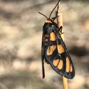 Amata (genus) at Tuggeranong DC, ACT - 2 Dec 2018