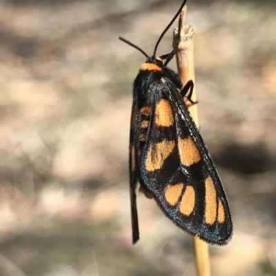 Amata (genus) (Handmaiden Moth) at Bullen Range - 1 Dec 2018 by PeterR