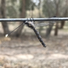 Suhpalacsa sp. (genus) (Owlfly) at Mount Taylor - 2 Dec 2018 by PeterR