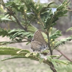 Jalmenus icilius (Amethyst Hairstreak) at Chifley, ACT - 2 Dec 2018 by PeterR