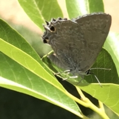 Jalmenus icilius (Amethyst Hairstreak) at Acton, ACT - 7 Dec 2018 by PeterR