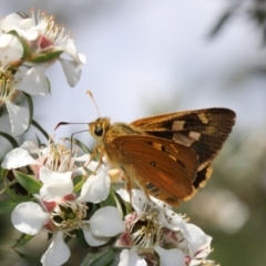 Trapezites eliena (Orange Ochre) at Paddys River, ACT - 24 Nov 2018 by PeterR