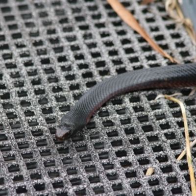 Pseudechis porphyriacus (Red-bellied Black Snake) at Tidbinbilla Nature Reserve - 18 Nov 2018 by PeterR