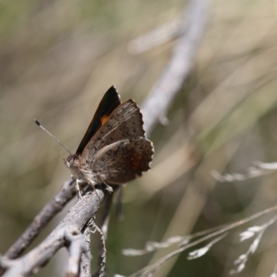 Paralucia aurifera (Bright Copper) at Tidbinbilla Nature Reserve - 24 Nov 2018 by PeterR