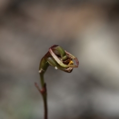 Caleana minor (Small Duck Orchid) at Hackett, ACT - 29 Nov 2018 by PeterR