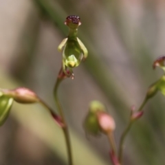 Caleana minor at Hackett, ACT - 29 Nov 2018