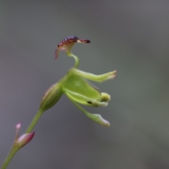 Caleana minor at Hackett, ACT - 29 Nov 2018