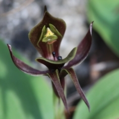 Chiloglottis valida (Large Bird Orchid) at Paddys River, ACT - 8 Dec 2018 by PeterR