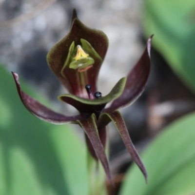 Chiloglottis valida (Large Bird Orchid) at Paddys River, ACT - 7 Dec 2018 by PeterR