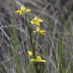 Diuris monticola (Highland Golden Moths) at Paddys River, ACT - 7 Dec 2018 by PeterR