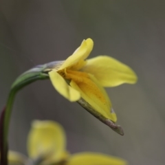 Diuris monticola at Paddys River, ACT - suppressed