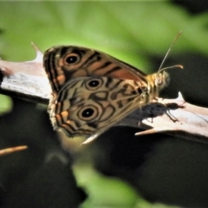 Geitoneura acantha at Uriarra Village, ACT - 17 Dec 2018 10:00 AM