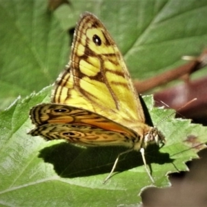 Geitoneura acantha at Uriarra Village, ACT - 17 Dec 2018