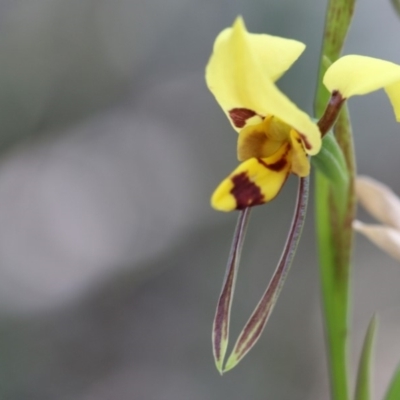 Diuris sulphurea (Tiger Orchid) at Paddys River, ACT - 7 Dec 2018 by PeterR