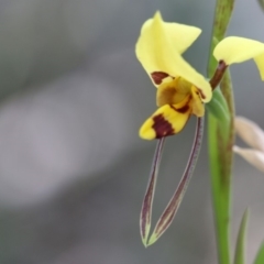 Diuris sulphurea (Tiger Orchid) at Paddys River, ACT - 7 Dec 2018 by PeterR