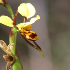 Diuris sulphurea at Paddys River, ACT - 8 Dec 2018