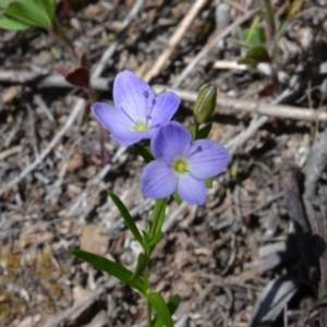 Veronica gracilis at Bolaro, NSW - 28 Nov 2017