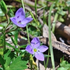 Veronica gracilis at Bolaro, NSW - 28 Nov 2017