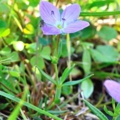 Veronica gracilis at Bolaro, NSW - 28 Nov 2017