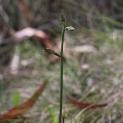 Calochilus sp. (A Beard Orchid) at Tennent, ACT - 7 Dec 2018 by PeterR