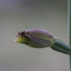 Calochilus sp. at Tennent, ACT - 8 Dec 2018