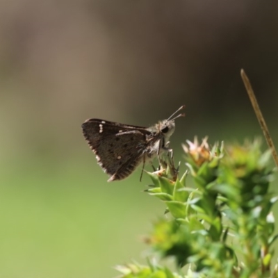 Pasma tasmanica (Two-spotted Grass-skipper) at Cotter River, ACT - 7 Dec 2018 by PeterR