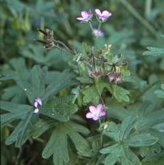 Geranium solanderi var. solanderi (Native Geranium) at Wonboyn, NSW - 28 Jan 1996 by BettyDonWood