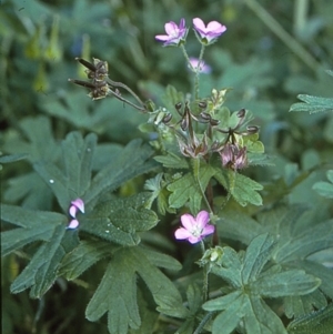 Geranium solanderi var. solanderi at undefined - 28 Jan 1996 12:00 AM