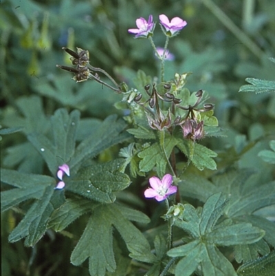 Geranium solanderi var. solanderi (Native Geranium) at Wonboyn, NSW - 28 Jan 1996 by BettyDonWood