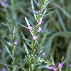 Lythrum hyssopifolia (Small Loosestrife) at Wonboyn, NSW - 29 Jan 1996 by BettyDonWood