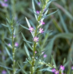 Lythrum hyssopifolia (Small Loosestrife) at Wonboyn, NSW - 28 Jan 1996 by BettyDonWood