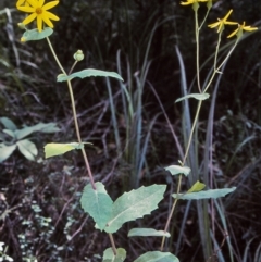 Senecio velleioides (Forest Groundsel) at Wonboyn, NSW - 28 Jan 1996 by BettyDonWood