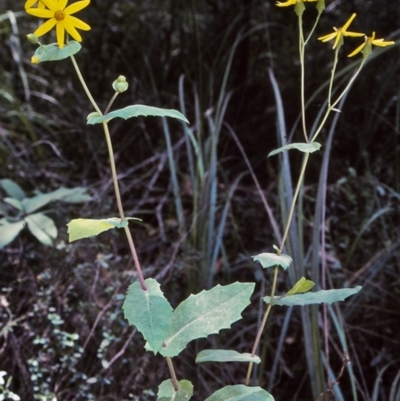Lordhowea velleioides (Forest Groundsel) at Wonboyn, NSW - 29 Jan 1996 by BettyDonWood