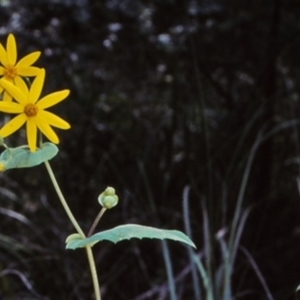 Lordhowea velleioides at undefined - 29 Jan 1996