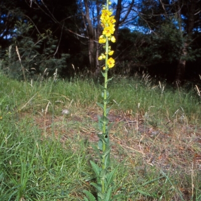 Verbascum virgatum (Green Mullein) at Wonboyn, NSW - 28 Jan 1996 by BettyDonWood